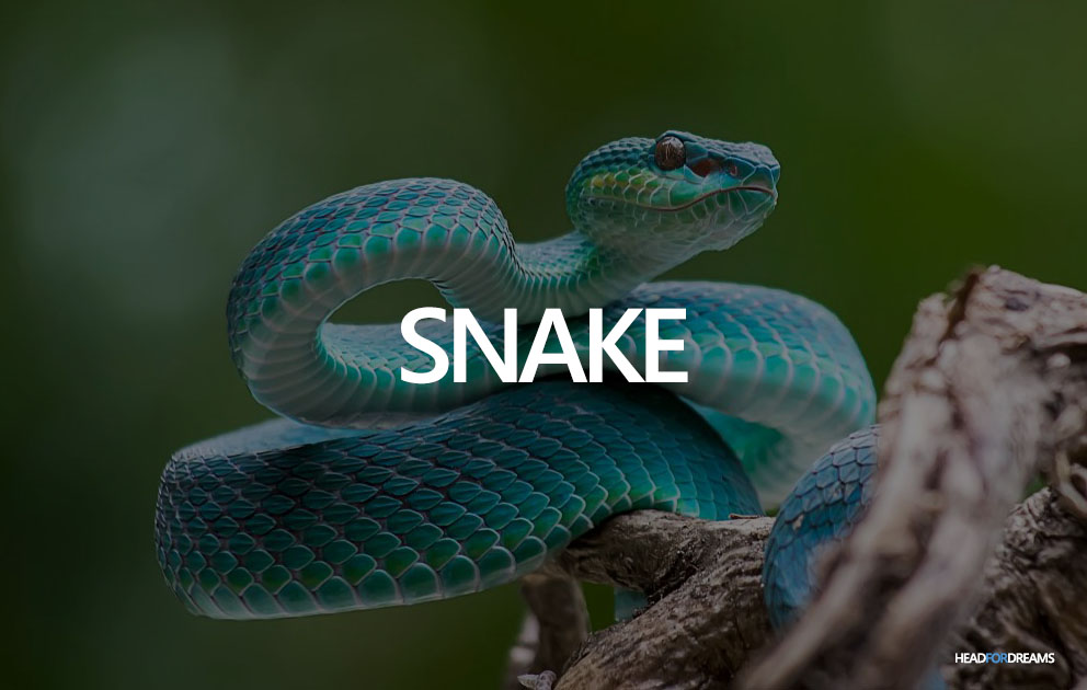 Dream about snakes