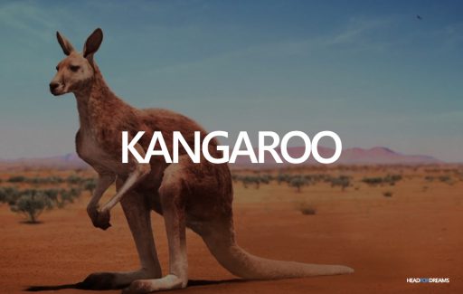 Kangaroo in your dream