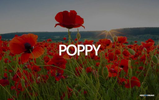 Dream about a poppy
