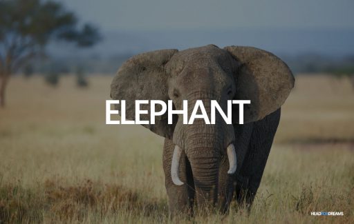 Dream about an elephant