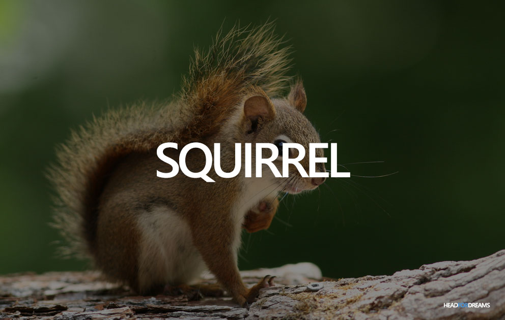 Dream about a squirrel